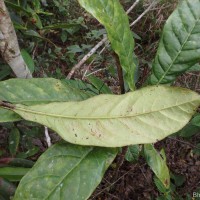 Semecarpus subpeltatus Thwaites